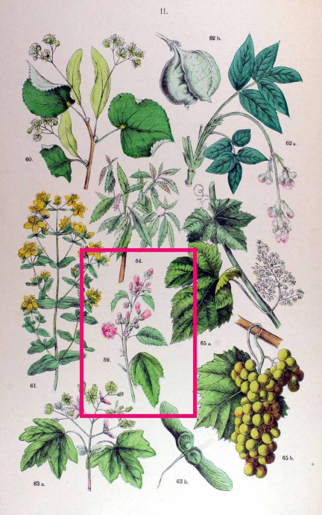 عکسهای ختمی دارویی Althaea officinalis 4